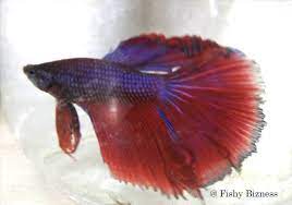 A round tail betta is quite like the delta types, however, it is completely rounded and does not contain any straight edges close to its body. A Super Delta Tail Betta Is Betta Fish Club Hyderabad Facebook