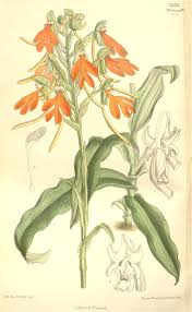 Image result for Centrostigma occultans