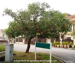 Image result for Erythrina fusca