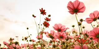 Bunga memiliki dua alat perkembangbiakan yakni putik dan benang sari. Mengenal Fungsi Bunga Pada Tumbuhan Tak Hanya Percantik Tampilan Tanaman Merdeka Com