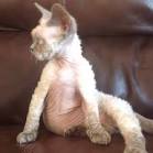 Pettipas Cattery | Devon Rex Cats & Kittens | Winthrop ...