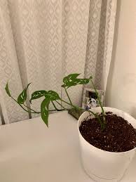 Thalia.de has been visited by 100k+ users in the past month Should I Trim Monstera Adansonii It S Only Growing In One Long Vine How Do I Make It Grow More Vines Moss Pole Help Houseplants