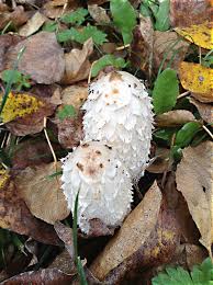We did not find results for: Shaggy Manes And Inky Caps Mushrooms Uses And Health Effects Owlcation