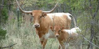 Texas longhorn cattle drive | etsy. Israel Longhorn Project