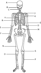 Human Vs Bird Skeleton Human Skeleton Human Skeletal System Human Skeleton Bones