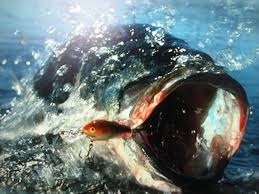 Will have bass fishing equipment such as lew's, abu garcia, basspro, duckett, dobyns, and others. Bass Fishing Wallpaper Backgrounds Wallpaper Cave