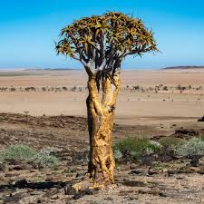 Image result for Aloidendron