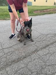 My husband and I just found this dog running loose in the Mac construction  lot, just outside the Jeffersonville Animal Shelter. He or she (didn't pay  attention to that part of the