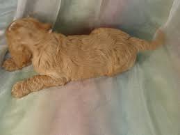 We did not find results for: Cockapoo Puppy Breeder In Joice Iowa