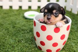 Short-coated Black and Brown Puppy in White And Red Polka-dot ...