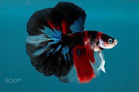 Halfmoon Koi Galaxy Betta 500px Betta Koi Betta Betta Fish Types
