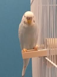 Once tamed, interactingwith a parrot makes it sit down and stand up. Nose Bleeding Budgie She Had A Little Incident Where She Got Out Of My Her Room And Flew Into To The Living Room Fan That Was Running A Little Bit The Only Apparent