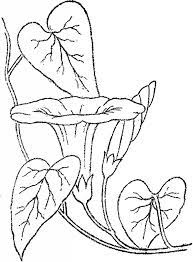 5 Morning Glory Flower Images Vine Drawing Morning Glory Vine Fairy Coloring Pages