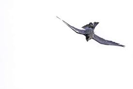 The Fastest Birds In The World