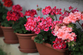 Goedemorgen hierbij even een vraag over oostenrijkse geraniums. Het Wel En Wee Van Mijn Geraniums Tuinen