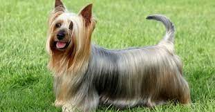 Silky Terrier Australiano Tudo Sobre Racas De Caes Cachorrogato
