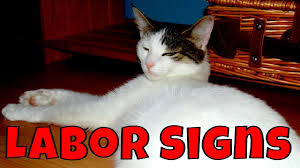 It's important to remember that there can be great variability in the duration of labor. Pin On Farm Animal Care