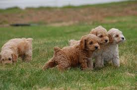 Rehome buy and sell, and give an animal a forever home with preloved! Cockapoo Price Range Cockapoo Puppies For Sale Cost Where To Buy