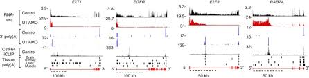 Psikotes ini sering dipakai untuk seleksi perusahaan swasta bumn bank indonesia pertamina pln telkom bank mandiri bri dll dan tes cpns. U1 Snrnp Telescripting Regulates A Size Function Stratified Human Genome Nature Structural Molecular Biology