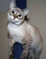 Lynx Point Is In The Running For The Next Cat Breed Is Irrelevant So Long As It Is Short Hair Pretty Cats Siamese Kittens Siamese Cats