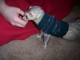 Ferret Sweater Tutorial Sweater Tutorial Sweater Crochet Pattern Ferret