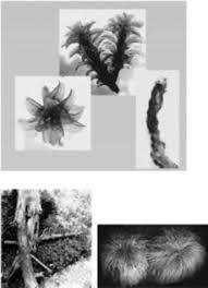 Image result for Xerophyta scabrida