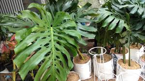 Monstera Deliciosa King Giant Super Tanaman Indoor Dan Out Door Youtube