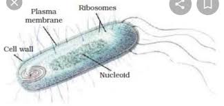 What's the difference between eukaryotic cell and prokaryotic cell? Draw The Diagram Of Prokaryotic Cell And Label The Following Nucleoid Ribosomes Brainly In