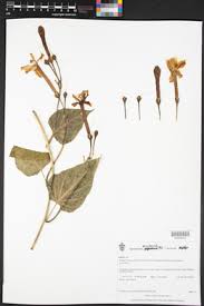 Image result for Ipomoea linosepala