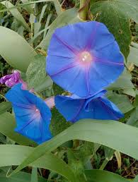 Ipomoea Purpurea Purple Morning Glory Ipomoea Kalanchoe Blossfeldiana Flores Pequenas Plantas Perennes