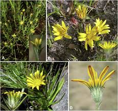 Image result for Hirpicium gazanioides
