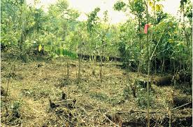 Image result for Cassipourea ruwensorensis