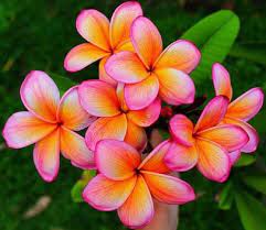 Description Plumeria Plants Plumeria Sp Which Are Also Known As Lei Flowers And Frangipani Are Actually Smal Rare Flowers Plumeria Flowers Planting Flowers