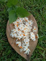 Parijat Watercolor Flowers Tutorial Amazing Flowers Flowers Bouquet