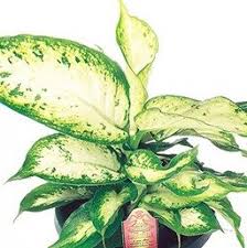 Dieffenbachia Rebecca Angel Plant Plants Plant Pictures