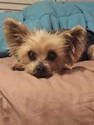 Tme To Relax And Think About The Meaning Of Life Cute Dog Pictures Dog Pictures Cute Dogs
