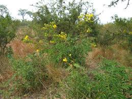 Image result for Senna petersiana