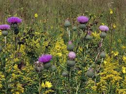 Image result for Cathormion altissimum