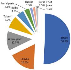 Image result for Dicoma galpinii