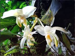 Image result for Disperis dicerochila