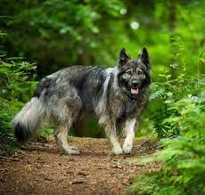 List of 300+ dog breeds to find the best dog breed for you and your family, learn about its personality, health issues, costs of ownership, shedding, and more. The American Alsatian The Ultimate Guide To The Breed Animalso