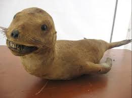 Badly Taxidermied Fox Meme Google Search Bad Taxidermy Taxidermy Funny Taxidermy