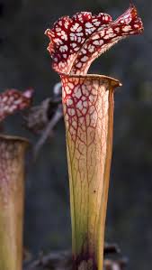Image result for Bergia polyantha