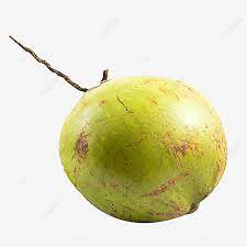 Penjualan kelapa dengan cara menaruh buah kelapa di pinggir jalan dan menunggu truk/pengguangkut barang lewat. Gambar Kelapa Kelapa Kelapa Muda Pokok Kelapa Png Dan Clipart Untuk Muat Turun Percuma