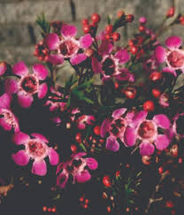 Australia's high court affirms earlier rulings that media companies can be held responsible for facebook comments posted under stories on their facebook pages tom ley / defector: September Birth Flower Neutrog Australia