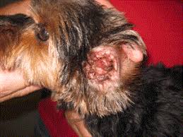 Image result for abscess dog's ear flap