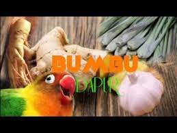 Diantaranya yaitu lovebird untuk ternak dan juga lovebird untuk lomba. Ramuan Lovebird Konslet L Pakai Bumbu Dapur Wajib Di Coba Youtube