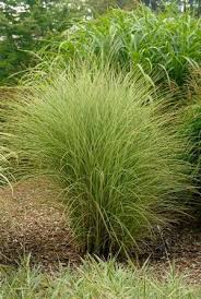 Miscanthus Sinensis Morning Light Maiden Grass Noted For Its Narrow Green Leaves With White Variegation On T Miscanthus Morning Light Perennial Grasses Plants