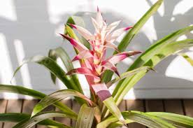 11,899 likes · 800 talking about this. Growing Guzmania Bromeliads At Home