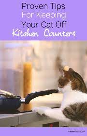 How To Keep Cats Off Counters Like A Pro Proven Tips Cat Training Keeping Cats Off Counters Cat Care Tips